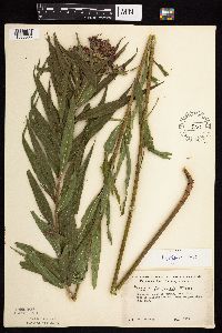 Vernonia fasciculata image