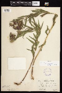 Vernonia fasciculata image