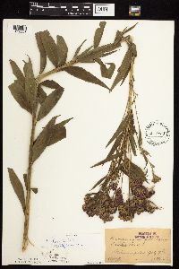Vernonia fasciculata image