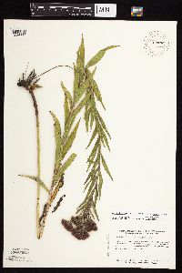 Vernonia fasciculata image