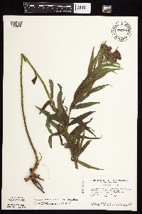 Vernonia fasciculata image