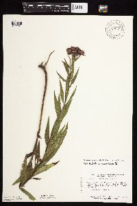 Vernonia fasciculata image