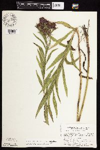 Vernonia fasciculata image