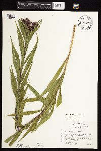 Vernonia fasciculata image