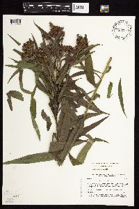 Vernonia fasciculata image