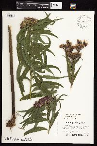 Vernonia fasciculata image
