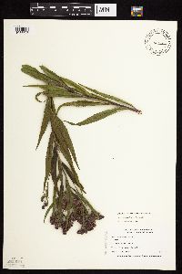 Vernonia fasciculata image