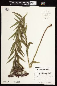 Vernonia fasciculata image