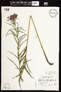 Vernonia fasciculata image