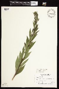 Vernonia fasciculata image