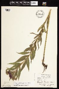 Vernonia fasciculata image