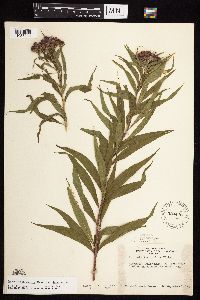 Vernonia fasciculata image