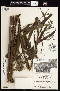 Vernonia fasciculata image