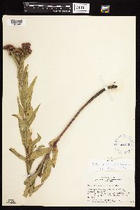 Vernonia fasciculata image