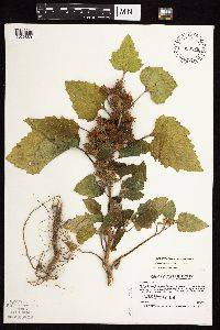Xanthium strumarium image
