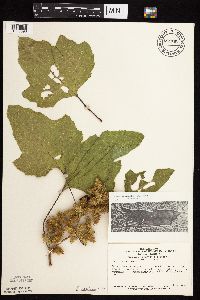 Xanthium strumarium image