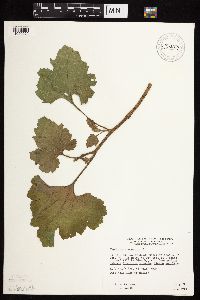 Xanthium strumarium image