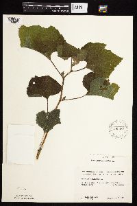 Xanthium strumarium image