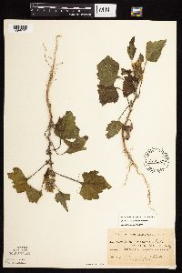 Xanthium strumarium image