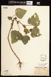 Xanthium strumarium image