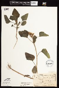 Xanthium strumarium image