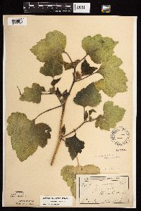 Xanthium strumarium image