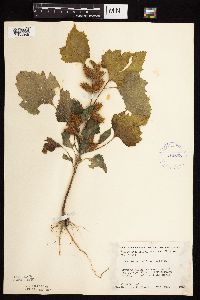 Xanthium strumarium image