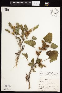 Xanthium strumarium image