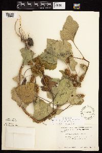Xanthium strumarium image
