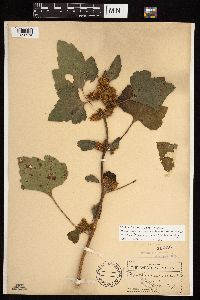 Xanthium strumarium image