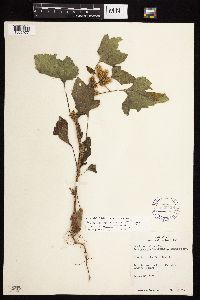 Xanthium strumarium image