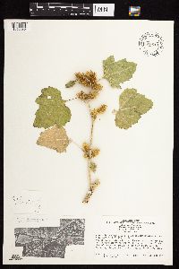 Xanthium strumarium image