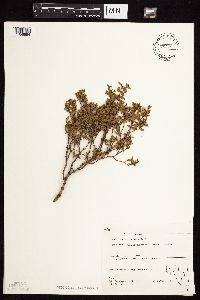 Larrea tridentata image