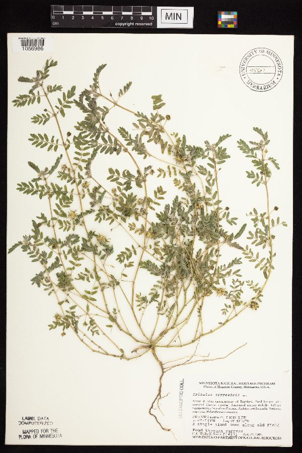 Tribulus terrestris image