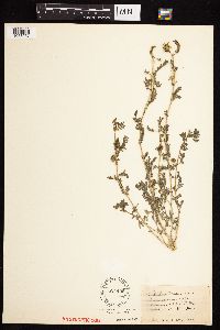 Tribulus terrestris image