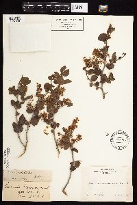Ceanothus cordulatus image