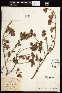 Image Associated With the Occurrence