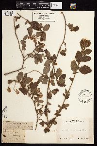 Image Associated With the Occurrence