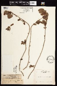 Image Associated With the Occurrence