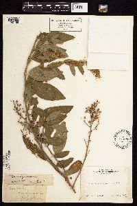 Image Associated With the Occurrence