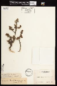 Image Associated With the Occurence