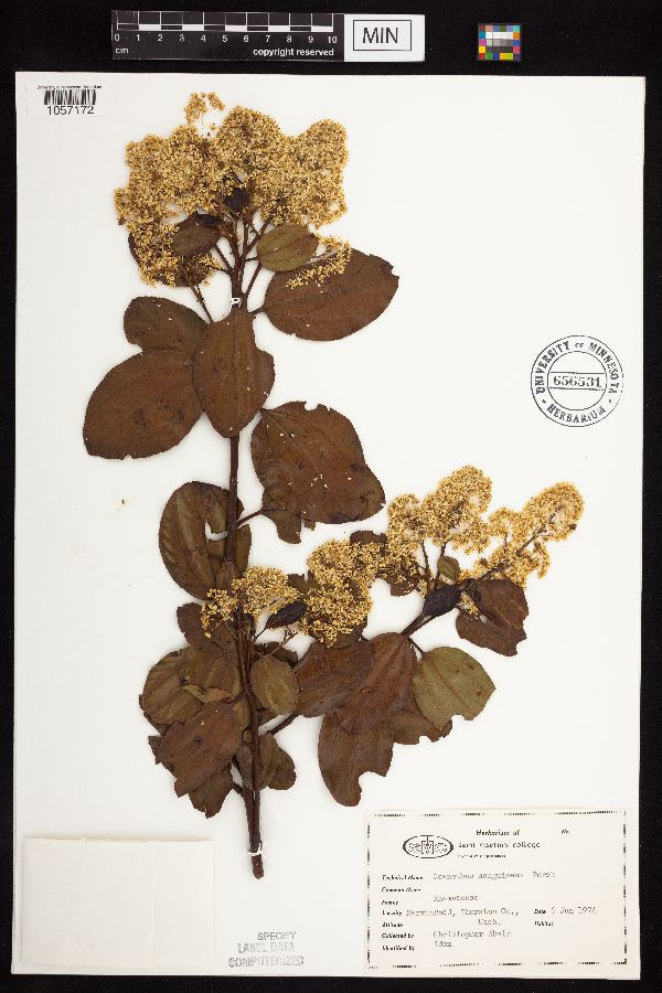 Ceanothus sanguineus image
