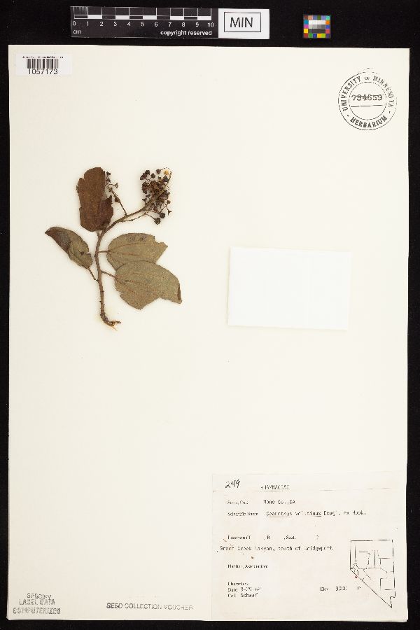 Ceanothus velutinus image