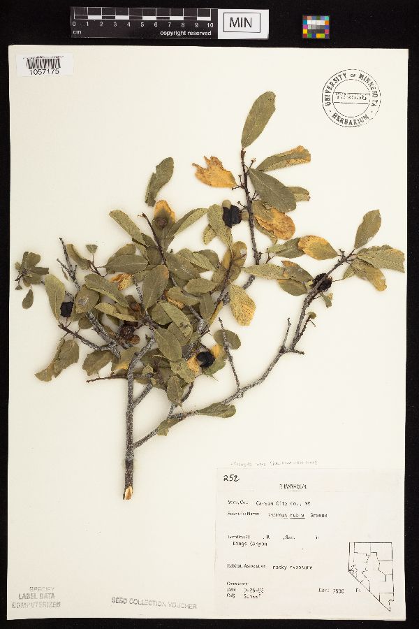 Frangula rubra image