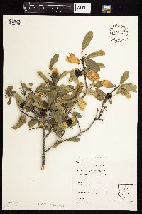 Image Associated With the Occurrence