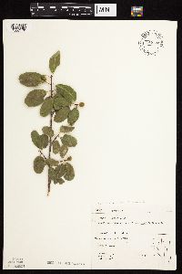 Frangula rubra image
