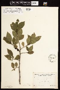 Rhamnus alnifolia image