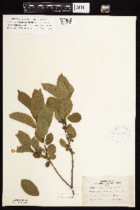Rhamnus alnifolia image