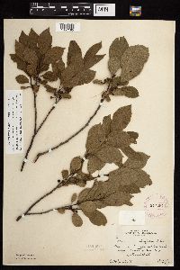 Rhamnus alnifolia image