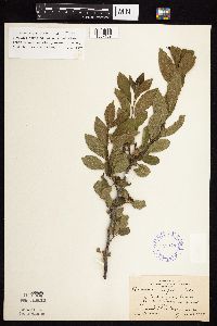 Image Associated With the Occurrence